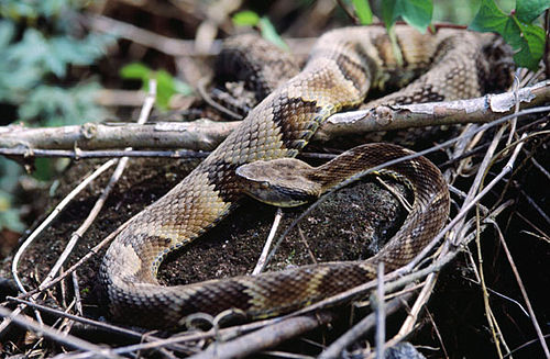 Bothrops jararaca